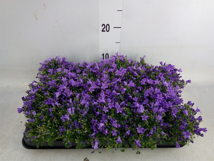 <h4>Campanula porten. 'Royal'</h4>