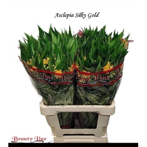 ASCL C SILKY GOLD