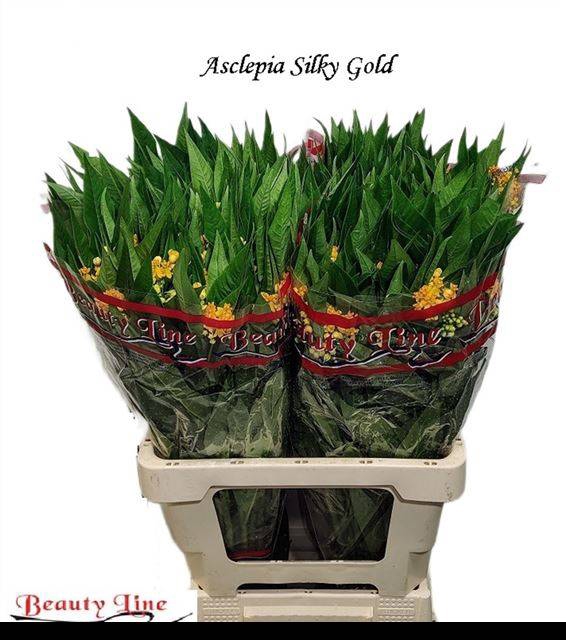 <h4>ASCL C SILKY GOLD</h4>