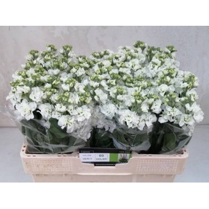 MATTH IMPALA WHITE