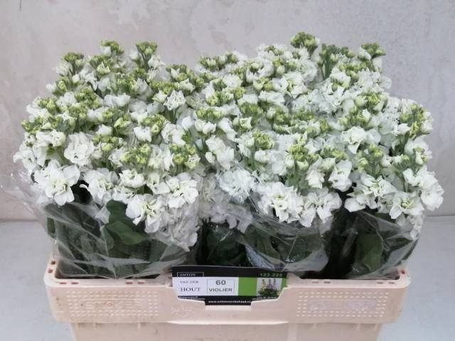 <h4>MATTH IMPALA WHITE</h4>