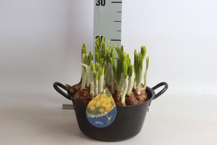 <h4>ARR NARCISSUS</h4>