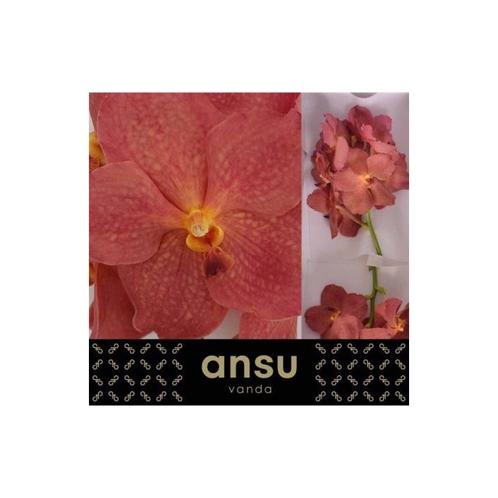 <h4>Vanda Ni Salmon</h4>