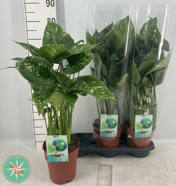 <h4>Homal Camouflage</h4>