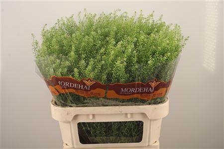 <h4>Lepidium Green Bell</h4>