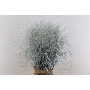 Siergras Panicum Kbh White P Stem