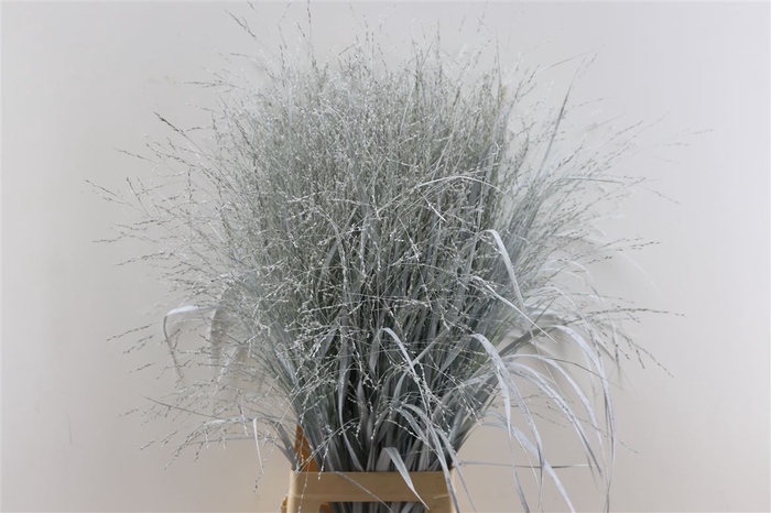 Siergras Panicum Kbh White P Stem