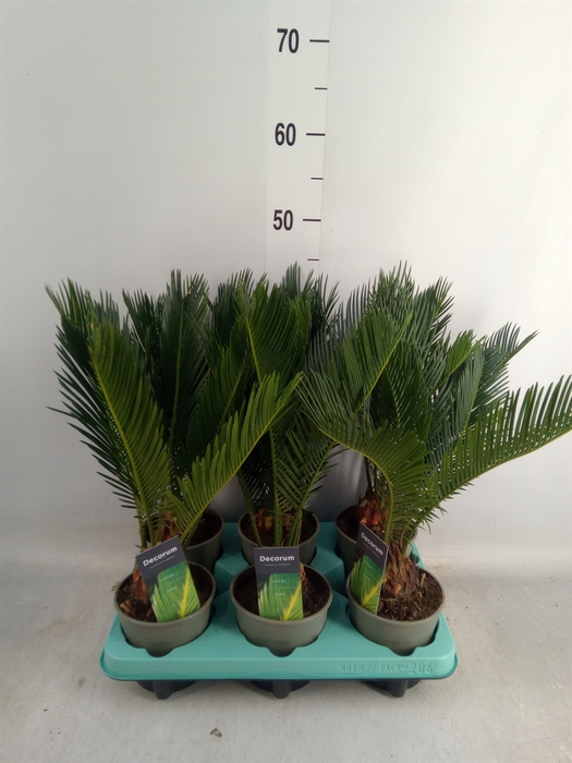 <h4>Cycas revoluta</h4>