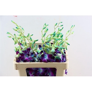 Dendro Galaxy Dyed Blue