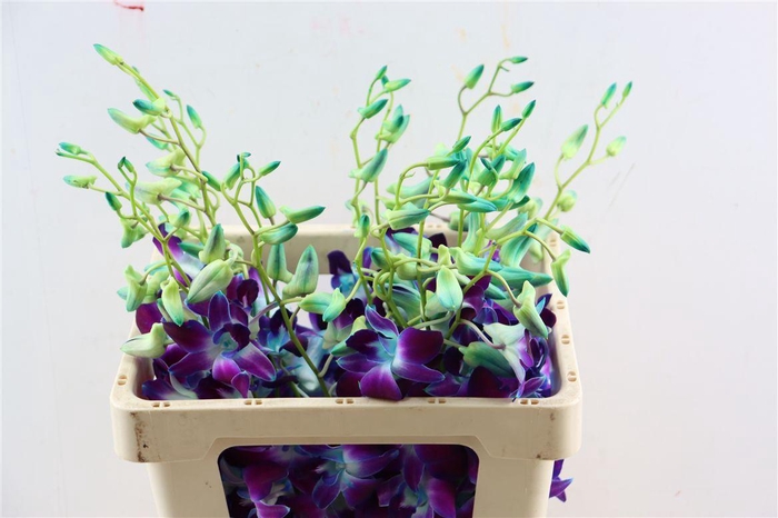 <h4>Dendro Galaxy Dyed Blue</h4>