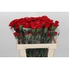 Dianthus St Turbo
