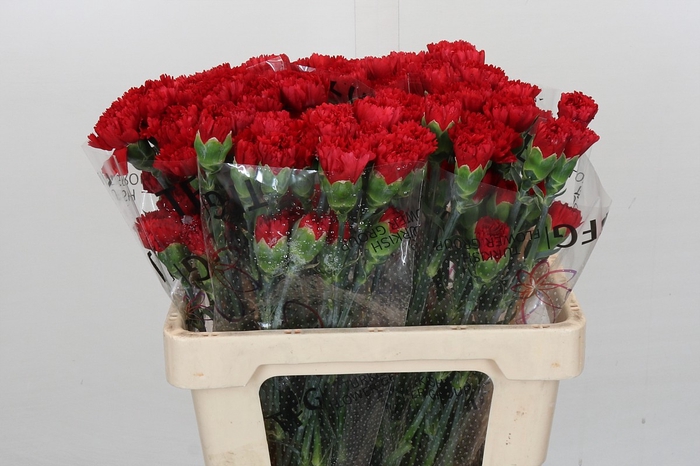 Dianthus St Turbo