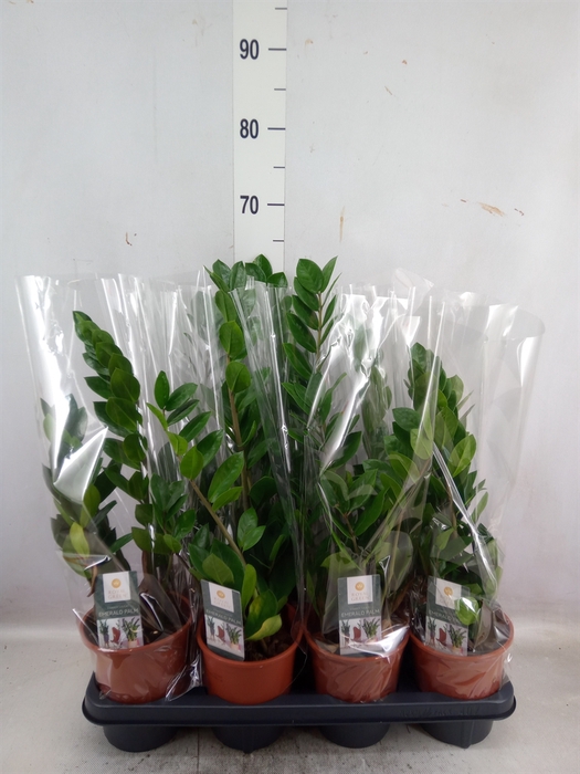 <h4>Zamioculcas zamiifolia</h4>