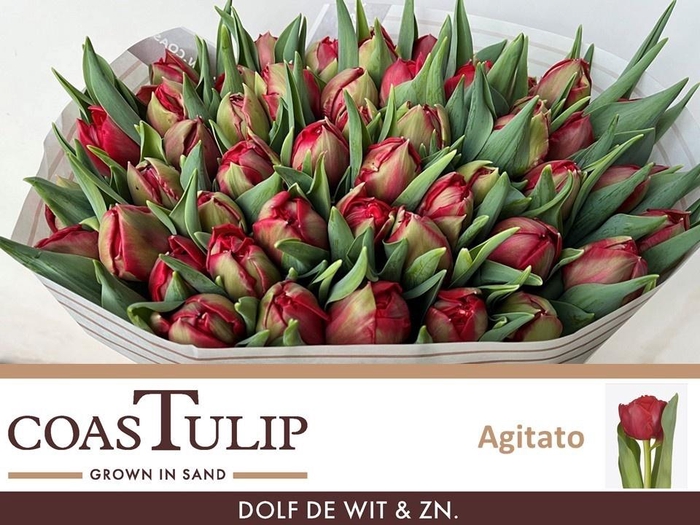 <h4>TU DU AGITATO</h4>