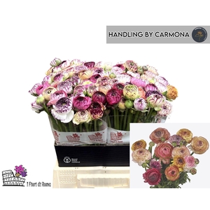 Ran asiaticus Elegance Pastel Strip