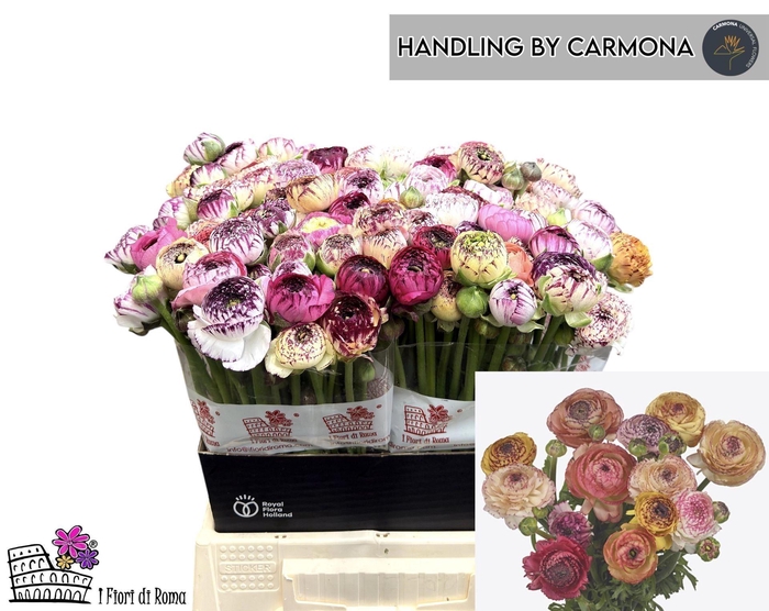 <h4>Ran asiaticus Elegance Pastel Strip</h4>