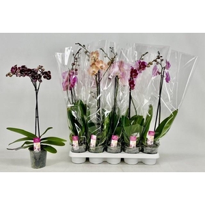 PHAL GEM