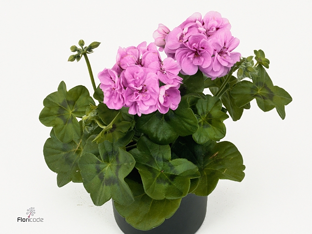 PEL PELT P BUTTERFLY