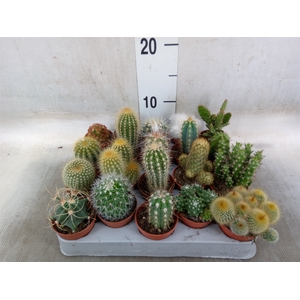 Cactus   ...mix