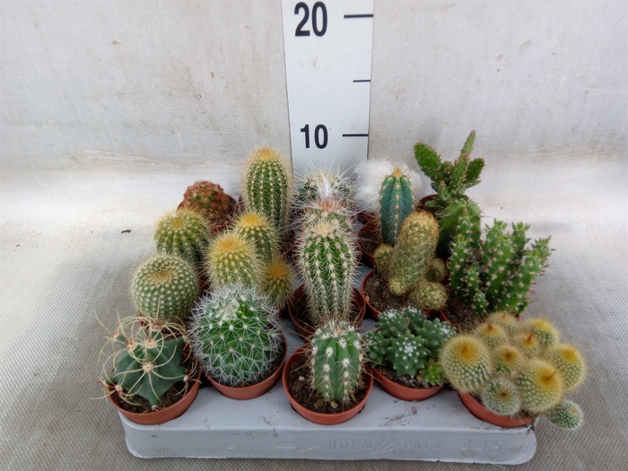 <h4>Cactus   ...mix</h4>