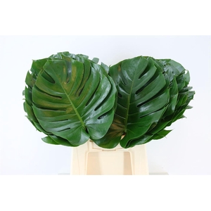 Monstera Ø35cm (sg) L