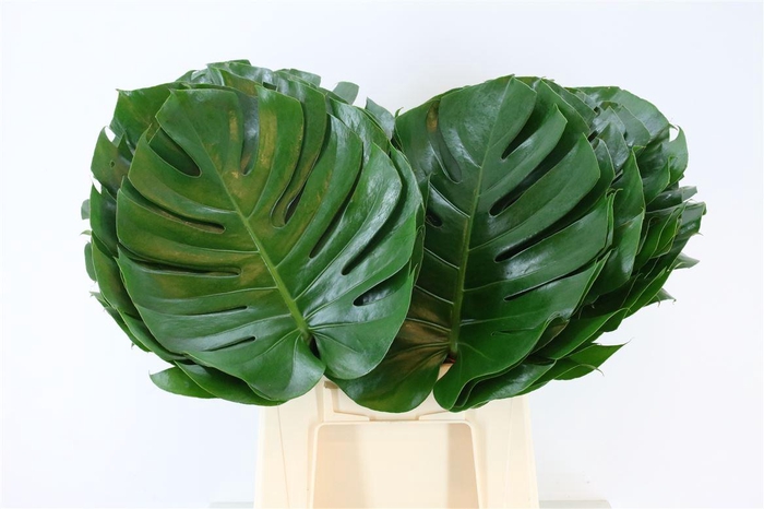 <h4>Monstera Ø35cm (sg) L</h4>