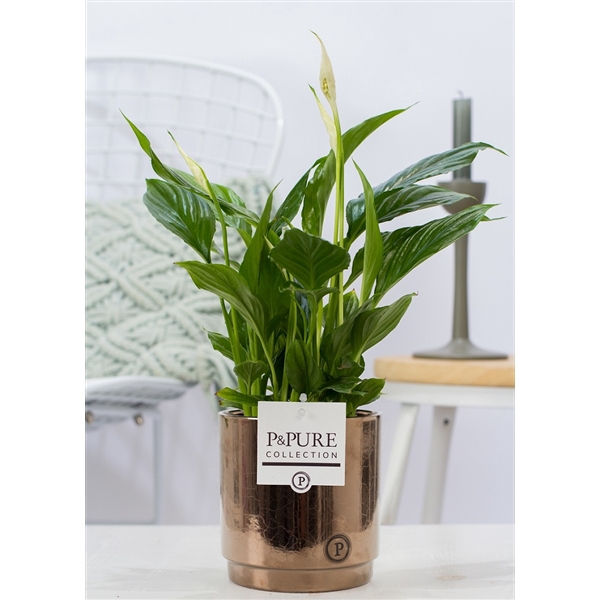 <h4>Spathiphyllum in P&PURE Juliette ceramics goldbronze</h4>