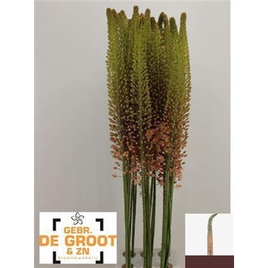 Eremurus  'Macarena'