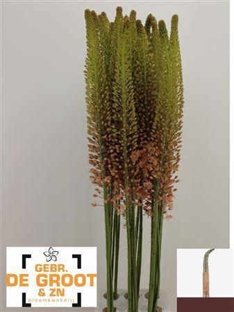 <h4>Eremurus  'Macarena'</h4>
