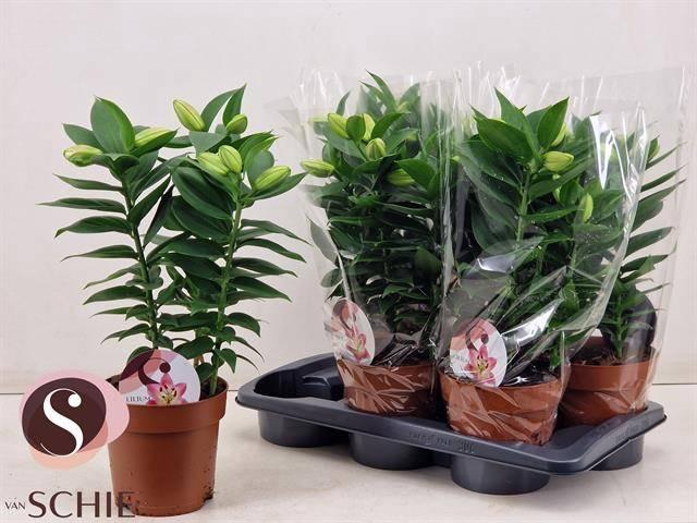 <h4>LIL OR SOUVENIR</h4>