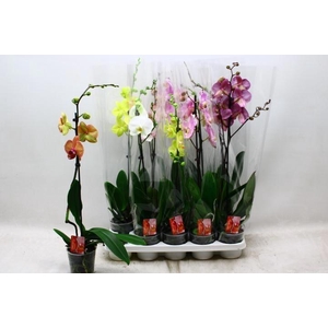 PHAL GEM