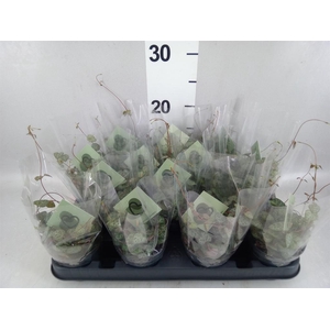 Ceropegia woodii ssp. woodii