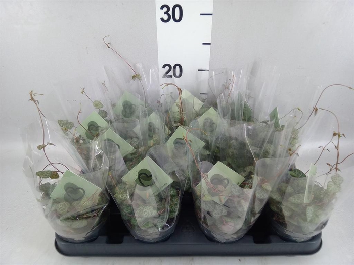 <h4>Ceropegia woodii ssp. woodii</h4>