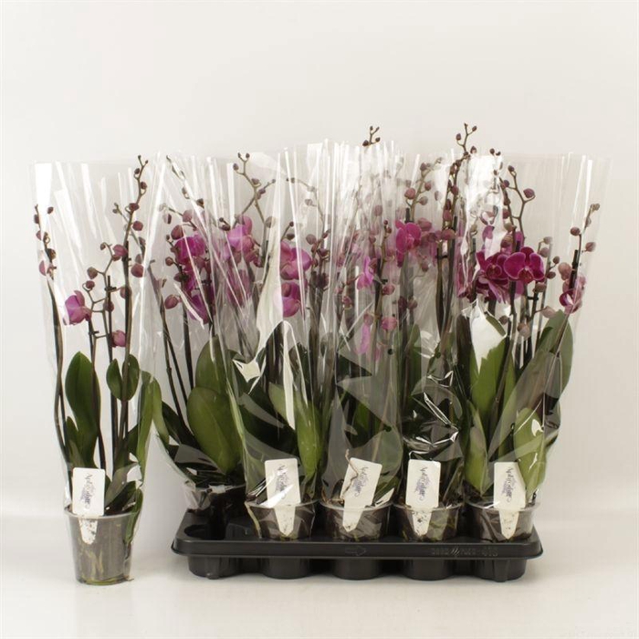 <h4>PHAL OV PAARS</h4>