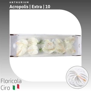 Anthurium 'Acropolis' | Extra