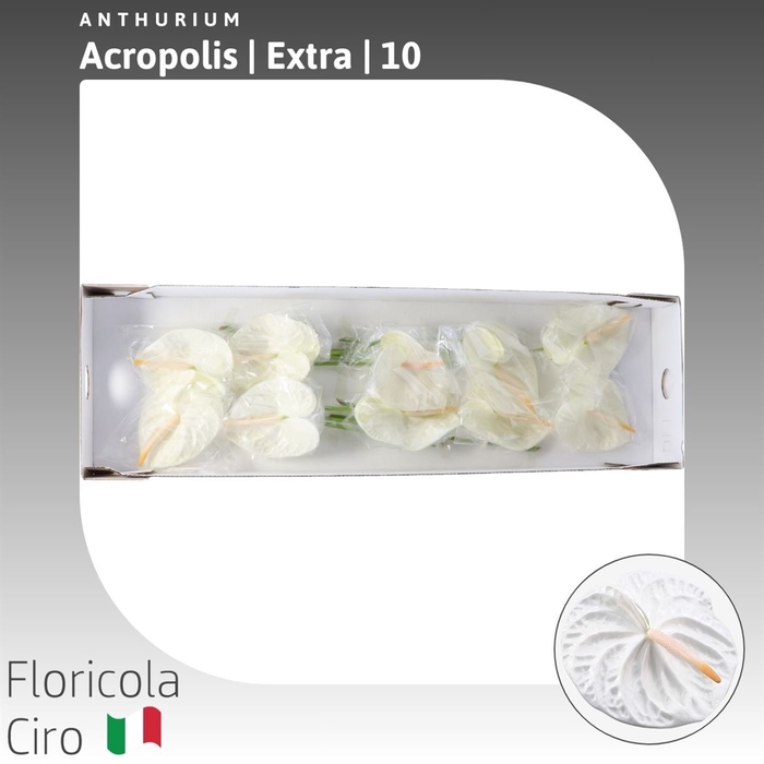 <h4>Anthurium 'Acropolis' | Extra</h4>