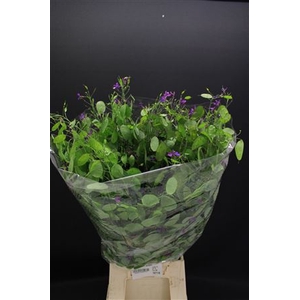 LUNARIA 200 GR