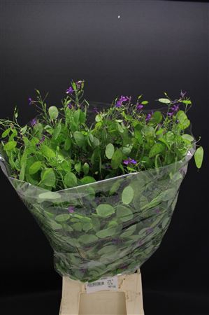 <h4>LUNARIA 200 GR</h4>