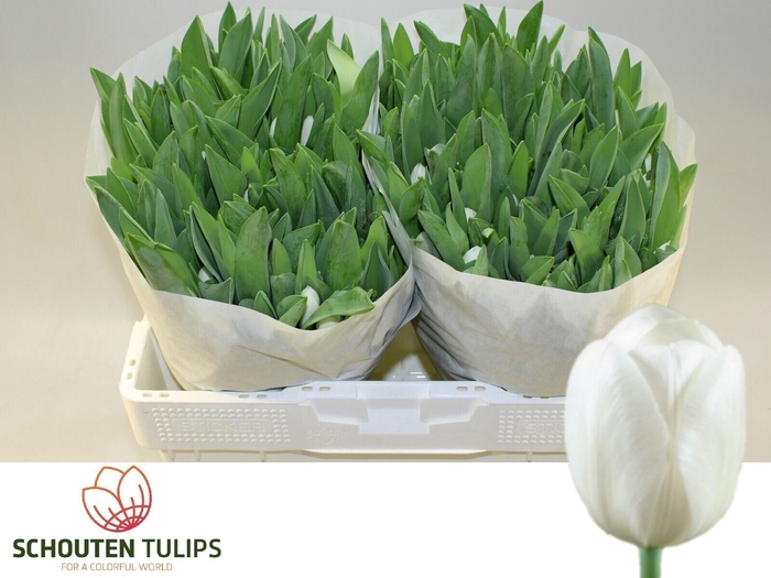 <h4>TU EN ROYAL VIRGIN</h4>