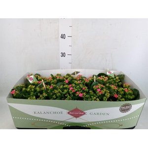 Kalanchoe blos. 'Favor Bella Rosa'