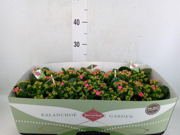 <h4>Kalanchoe blos. 'Favor Bella Rosa'</h4>