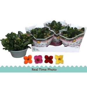 Kalanchoe blos.   ..mix in pot