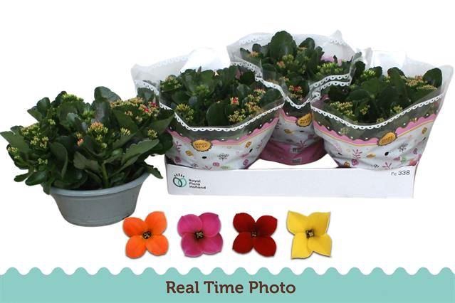 <h4>Kalanchoe blos.   ..mix in pot</h4>