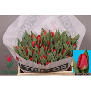 TU EN ANTARCTIC FIRE