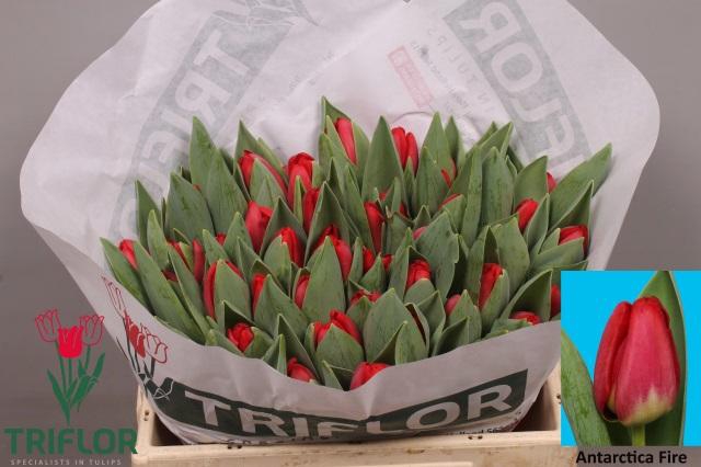 <h4>TU EN ANTARCTIC FIRE</h4>