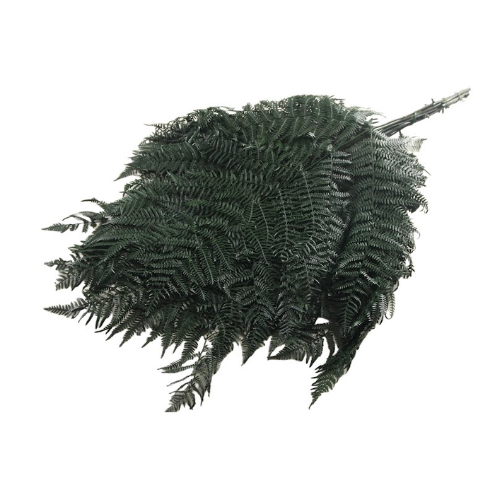 <h4>Fern Bracken Preserved Green</h4>