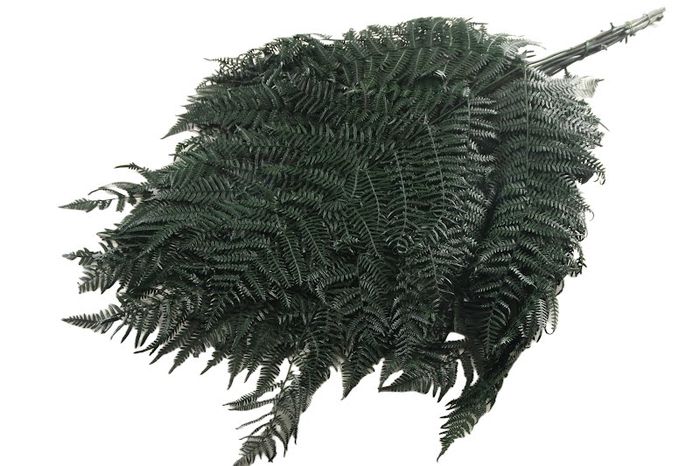 Fern Bracken Preserved Green