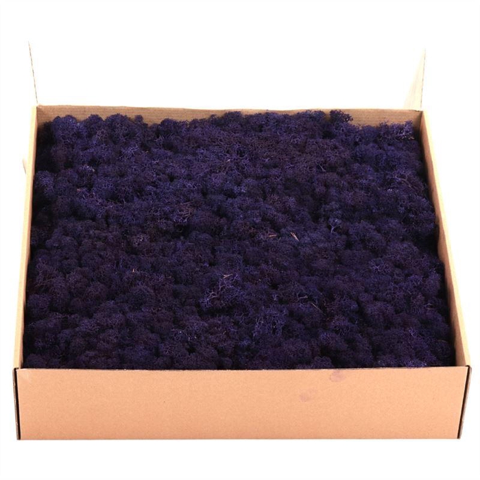 <h4>Ijslandmos (reindeer) Purple - Box S</h4>