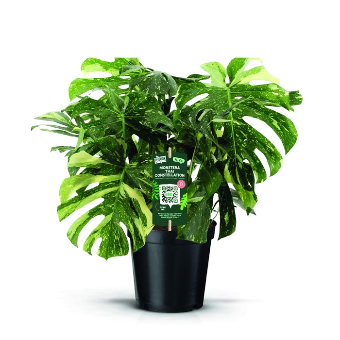 <h4>MONSTERA THAI CONSTELLATION</h4>