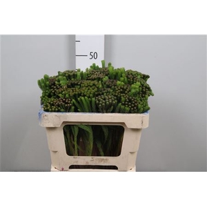 Kaaps Brunia Albiflora